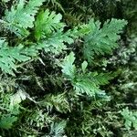 Hymenophyllum polyanthos Folla