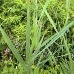 Phragmites australis Leaf