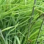 Hemerocallis citrina Fulla