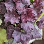 Heuchera villosa Elinympäristö