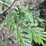 Senegalia senegal Лист