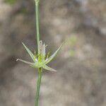 Juncus bufonius Λουλούδι