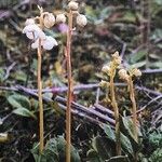 Pyrola norvegica Kukka