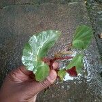 Begonia angularis Leaf