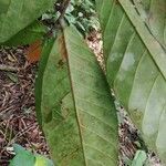 Treculia africana Leaf