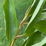 Citharexylum myrianthum Blatt