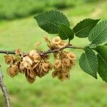 Ulmus minor Фрукт