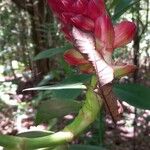 Costus erythrothyrsus Leaf