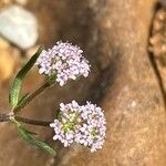 Valerianella coronata Květ