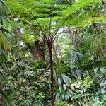 Cyathea arborea موطن