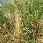 Hordeum marinum Цвят