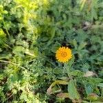 Calendula arvensisBlomst