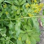 Sisymbrium strictissimum Leaf