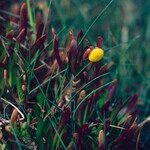 Cotula coronopifolia Flower