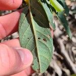 Crotalaria mitchellii Лист