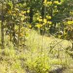 Helianthus silphioides Агульны выгляд