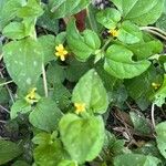 Calyptocarpus vialis Hábito