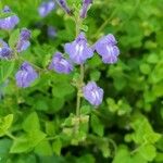 Scutellaria integrifolia 花