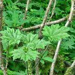 Oplopanax horridus Hoja