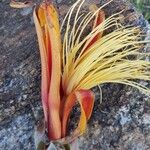 Adansonia za Blüte