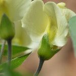 Baptisia bracteata 花