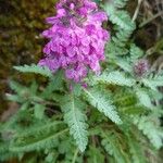 Pedicularis verticillata 整株植物