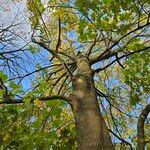 Acer platanoides Yeri