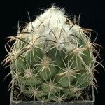 Coryphantha elephantidens Habitus