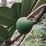 Noronhia emarginata Fruit