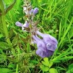 Scutellaria hastifolia Blodyn