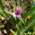 Geropogon hybridus Fleur