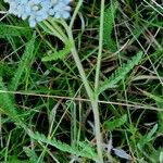 Achillea nobilis অভ্যাস