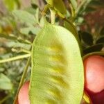 Senna alexandrina Fruit