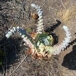 Dudleya pulverulenta Leaf