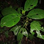 Notopleura capacifolia Hoja