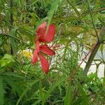 Hibiscus coccineus Kwiat