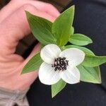 Cornus suecica Flor