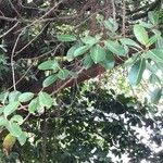 Ficus thonningii Лист