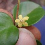 Cyclophyllum jasminifolium