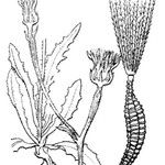 Picris pauciflora অন্যান্য