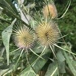 Dipsacus fullonumFruit