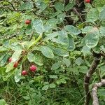 Ilex mucronata Fruit