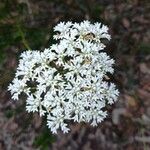 Conospermum longifolium Flor