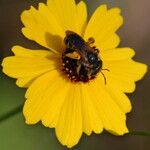 Coreopsis leavenworthii Flor