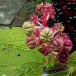 Phytolacca acinosa Fruit