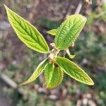 Debregeasia orientalis Leaf