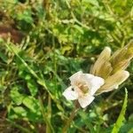 Asystasia charmian Квітка