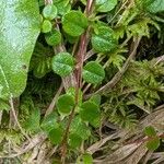 Linnaea borealis Folha