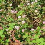 Trifolium resupinatum Habit