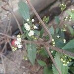 Ageratina riparia फूल